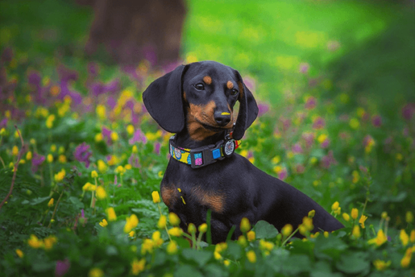 Dachshund