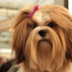 Lhasa Apso