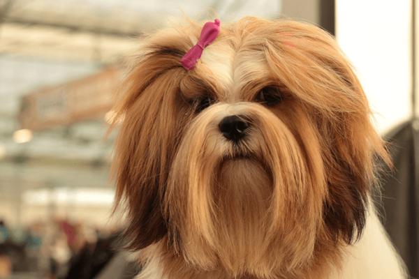 Lhasa Apso