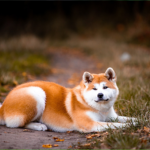 Akita