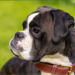 Boxer