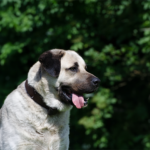 Turkish Kangal