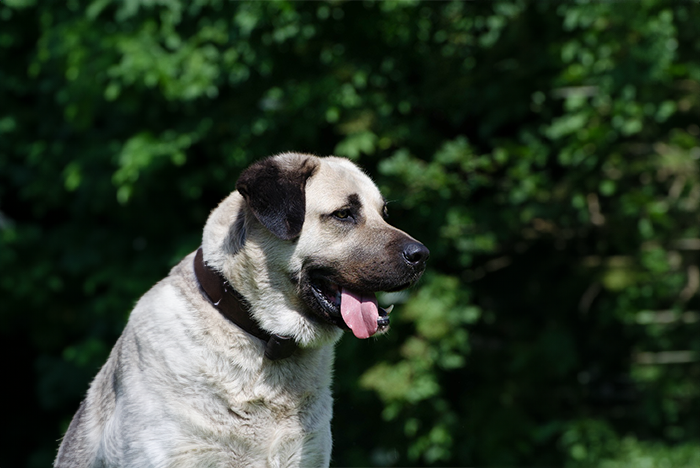 Turkish Kangal