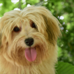 Havanese