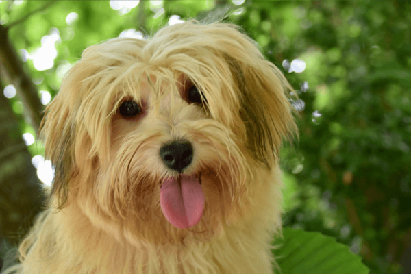 Havanese