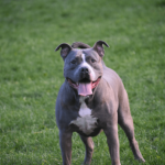 Pitbull