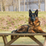German Shepherd