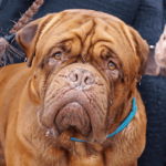 Bull Mastiff