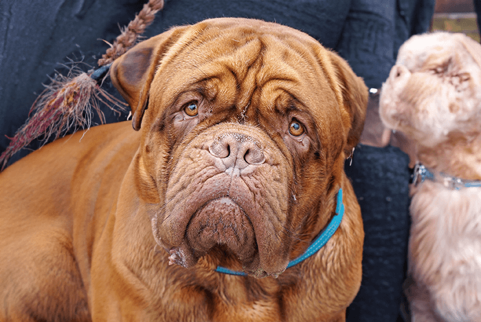 Bull Mastiff