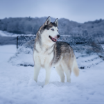 Siberian Husky