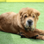Shar Pei