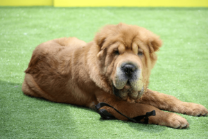 Shar Pei