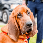 Blood Hound