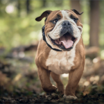 The Bulldog
