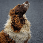 Spaniel