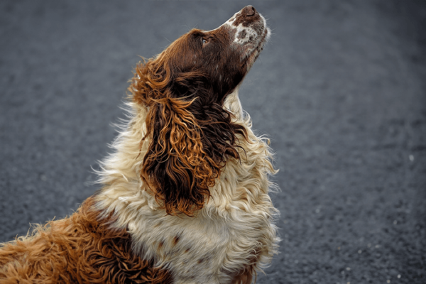 Spaniel