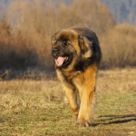 Leonberger