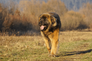 Leonberger