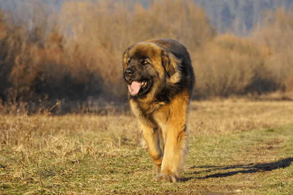 Leonberger