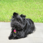 The-Affenpinscher