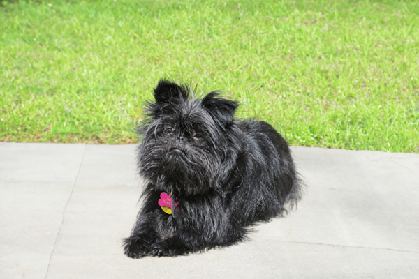 The-Affenpinscher