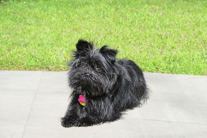 The-Affenpinscher