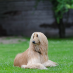 Afghan Hound