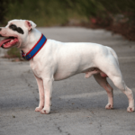 Staffordshire Bull Terrier