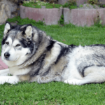 Alaskan Malamute