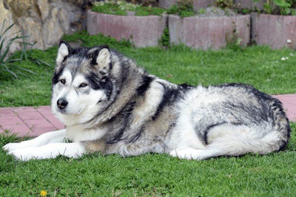 Alaskan Malamute