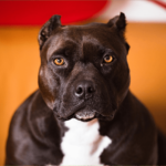 American Bully
