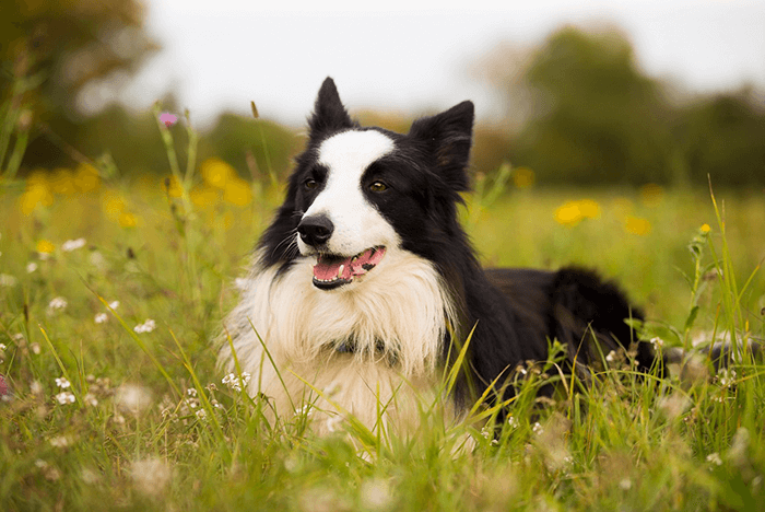 Border Collie