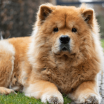 Chow Chow