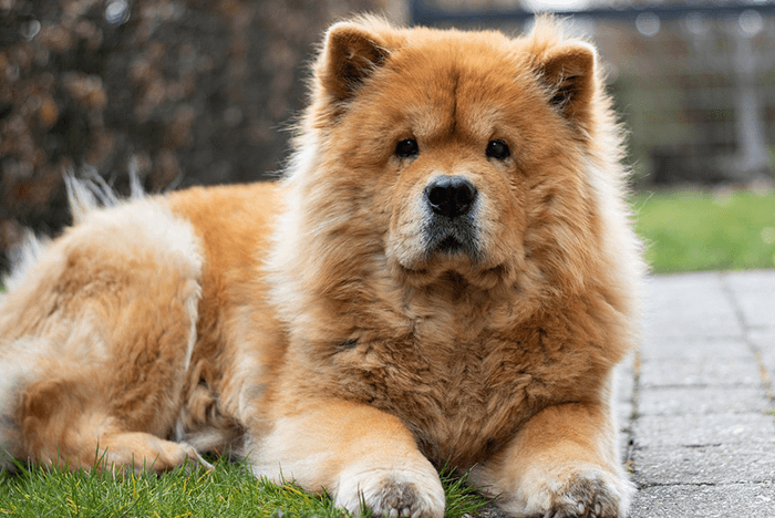 Chow Chow