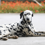 Dalmatian-Dog