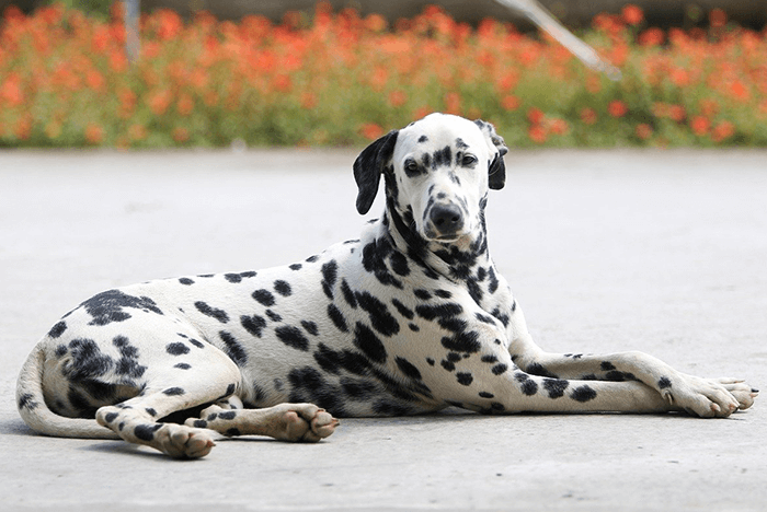 Dalmatian-Dog