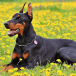 Dobermann