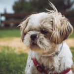 Shih-Tzu