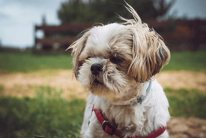 Shih-Tzu