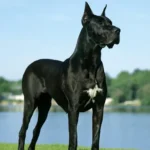 The Great Dane