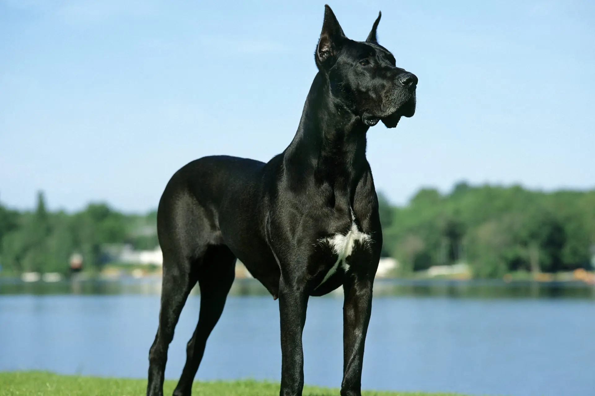 The Great Dane