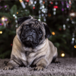 The Pug