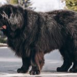 Tibetan Mastiff