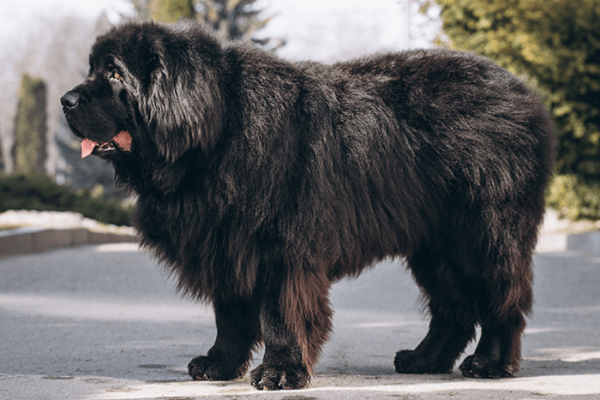 Tibetan Mastiff